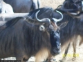 380 diese Tierchen sehen aus 3m (!!) recht bedrohlich aus ;)